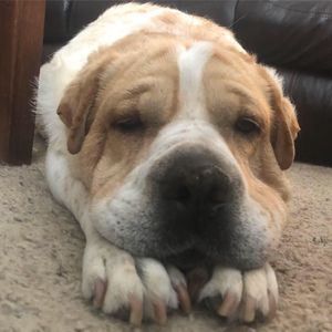 Meet your Posher, Tracey